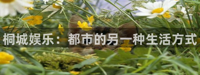彩虹多多登录注册：桐城娱乐：都市的另一种生活方式